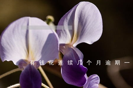 有钱花连续几个月逾期一周 有钱花连续几个月逾期一周