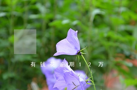 有钱花逾期12万 有钱花逾期12万