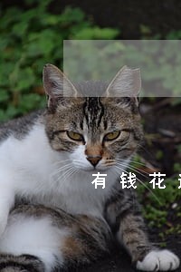 有钱花逾期16天 有钱花逾期16天