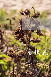 有钱花逾期1万罚息 有钱花逾期1万罚息