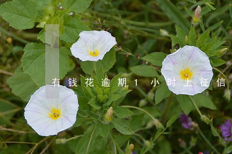 有钱花逾期1小时上征信 有钱花逾期1小时上征信