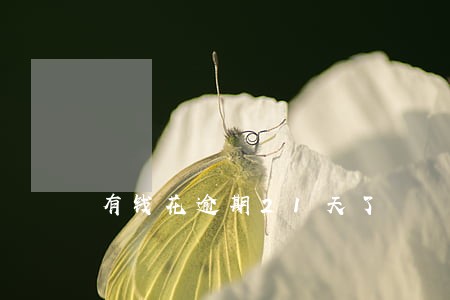 有钱花逾期21天了