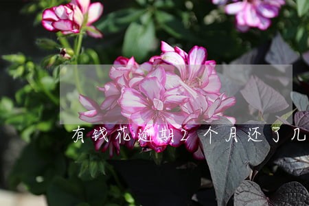 有钱花逾期2个月还了几百 有钱花逾期2个月还了几百