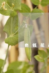 有钱花逾期2天没接电话 有钱花逾期2天没接电话