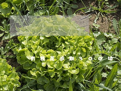 有钱花逾期300块