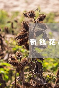 有钱花逾期3个月了 有钱花逾期3个月了