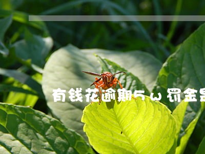 有钱花逾期5w罚金是多少