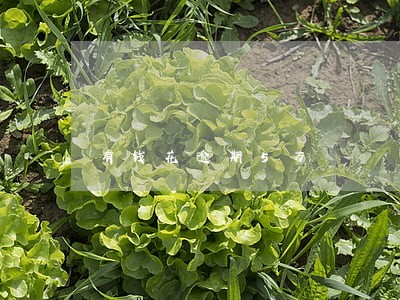 有钱花逾期5万 有钱花逾期5万