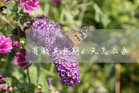 有钱花逾期6天怎么办