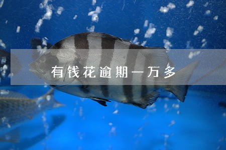 有钱花逾期一万多 有钱花逾期一万多