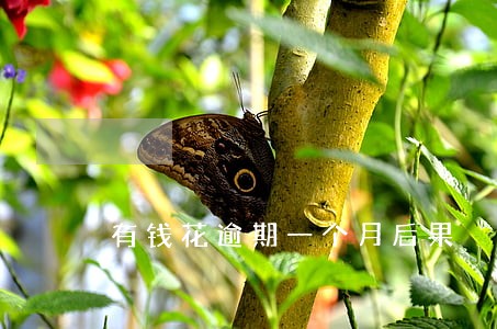 有钱花逾期一个月后果 有钱花逾期一个月后果