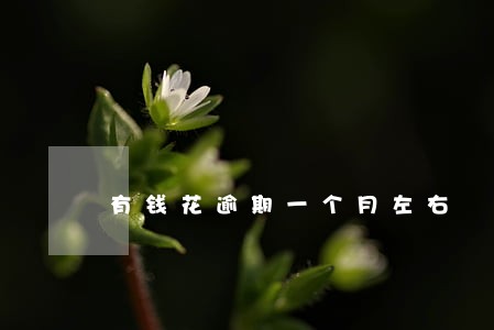 有钱花逾期一个月左右 有钱花逾期一个月左右