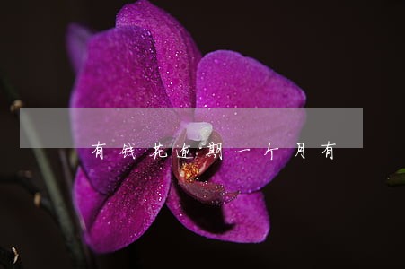 有钱花逾期一个月有 有钱花逾期一个月有