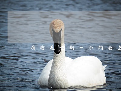 有钱花逾期一个约会怎样 有钱花逾期一个约会怎样