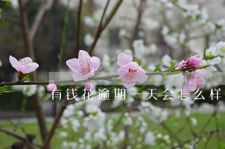 有钱花逾期一天会怎么样 有钱花逾期一天会怎么样