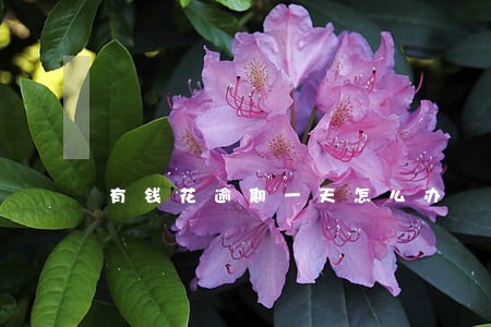 有钱花逾期一天怎么办 有钱花逾期一天怎么办