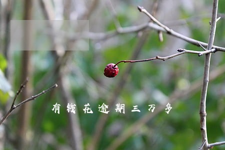有钱花逾期三万多 有钱花逾期三万多