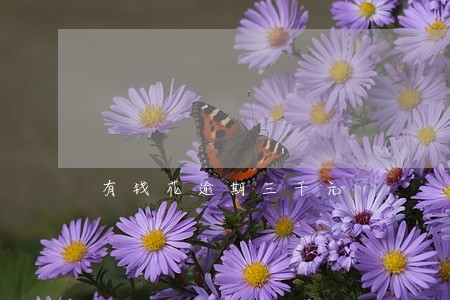 有钱花逾期三千元 有钱花逾期三千元