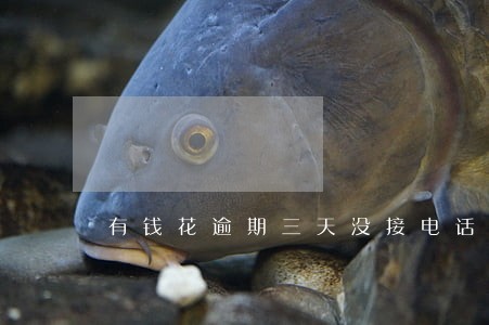 有钱花逾期三天没接电话 有钱花逾期三天没接电话