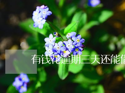 有钱花逾期三天还能借钱吗 有钱花逾期三天还能借钱吗