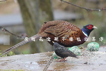 有钱花逾期不接电话算诈骗吗 有钱花逾期不接电话算诈骗吗