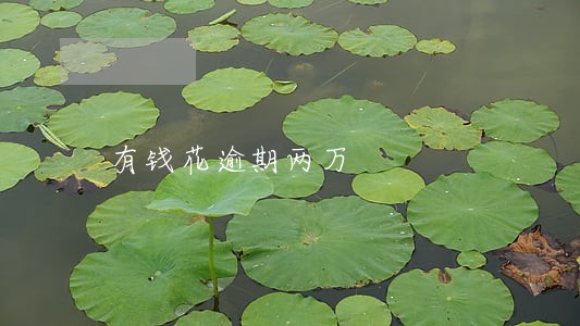 有钱花逾期两万 有钱花逾期两万