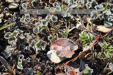 有钱花逾期两个半月 有钱花逾期两个半月
