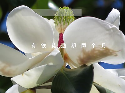 有钱花逾期两个月 有钱花逾期两个月