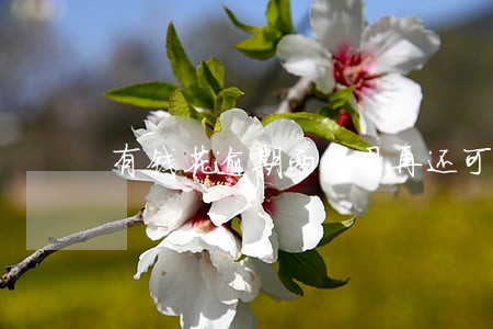 有钱花逾期两个月再还可以吗 有钱花逾期两个月再还可以吗