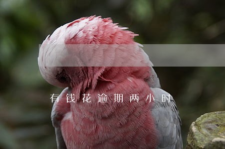 有钱花逾期两小时