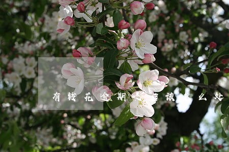 有钱花逾期之后该怎么处理 有钱花逾期之后该怎么处理