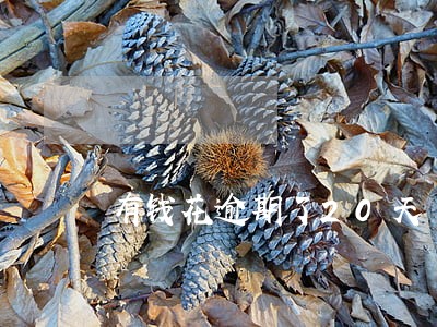 有钱花逾期了20天 有钱花逾期了20天