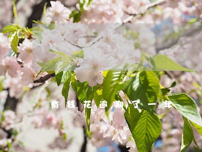 有钱花逾期了一年 有钱花逾期了一年