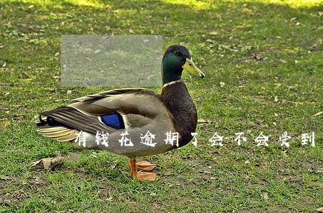 有钱花逾期了会不会受到限制 有钱花逾期了会不会受到限制
