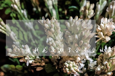 有钱花逾期了会不会被冻结