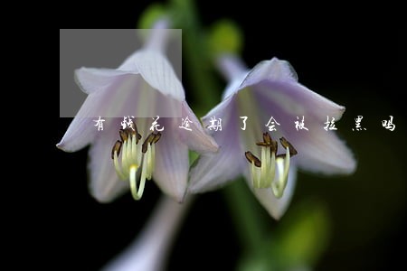 有钱花逾期了会被拉黑吗 有钱花逾期了会被拉黑吗