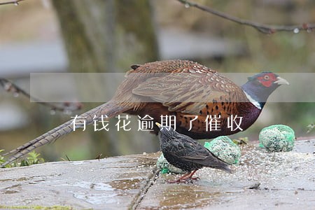 有钱花逾期了催收