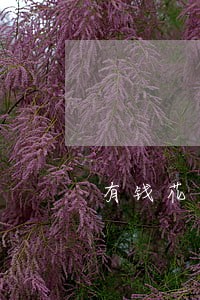 有钱花逾期了发短信 有钱花逾期了发短信