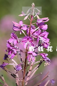 有钱花逾期了能免罚息吗 有钱花逾期了能免罚息吗