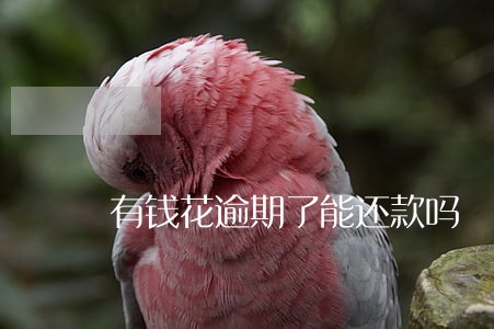 有钱花逾期了能还款吗 有钱花逾期了能还款吗