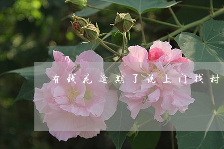 有钱花逾期了说上门找村委会