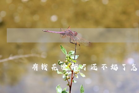 有钱花逾期了还不起了怎么办