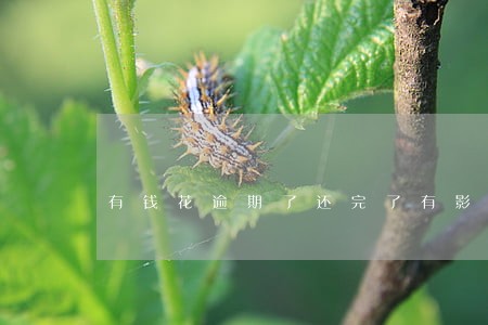 有钱花逾期了还完了有影响吗 有钱花逾期了还完了有影响吗