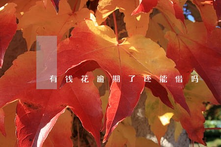 有钱花逾期了还能借吗 有钱花逾期了还能借吗