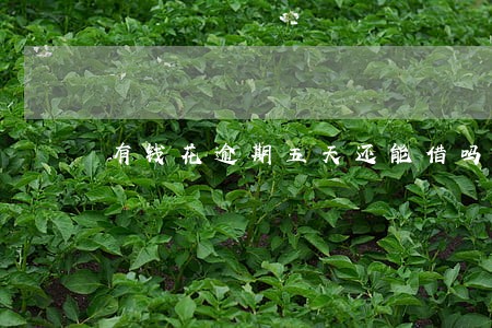 有钱花逾期五天还能借吗