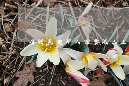 有钱花逾期人家要派人上门真的吗 有钱花逾期人家要派人上门真的吗
