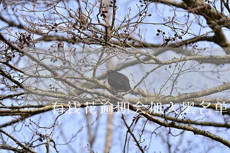 有钱花逾期会加入黑名单吗 有钱花逾期会加入黑名单吗