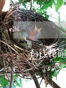 有钱花逾期会去村委吗 有钱花逾期会去村委吗