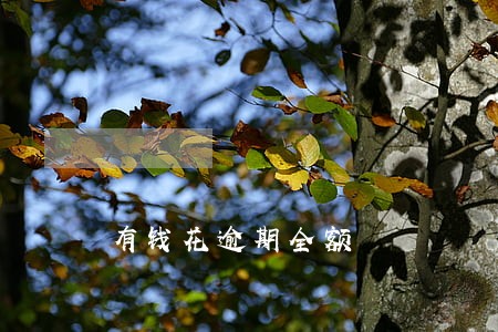 有钱花逾期全额 有钱花逾期全额