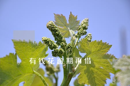 有钱花逾期再借 有钱花逾期再借